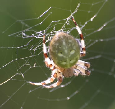 Four-spotted cross spider