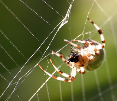 Cross spider with prey