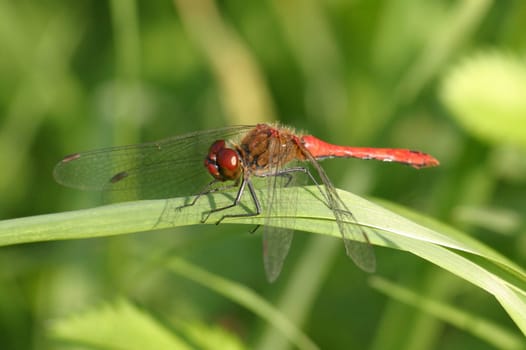 Vagrant darter