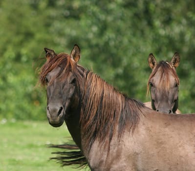 Today at the shooting in a free-living Konik herd,.more Koniks can be found under www.tierfotos-az.de