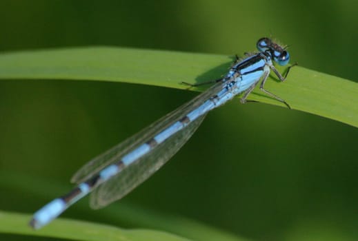 White-legged damselfly