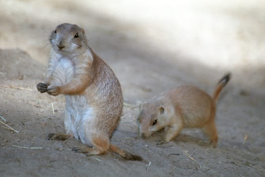 Prairie dogs