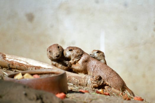 Prairie dogs