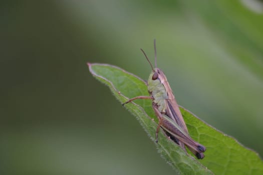 Grasshopper