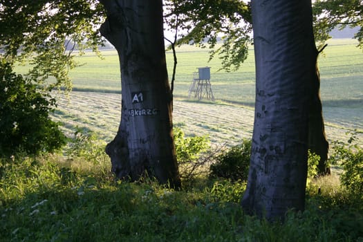 At the edge of the forest