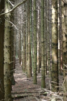 Coniferous forest