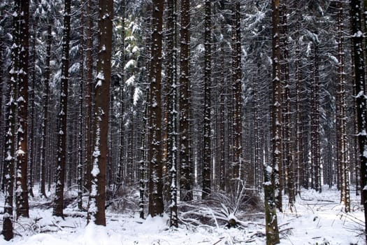 Winter forest