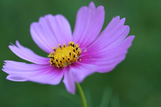 Cosmea II