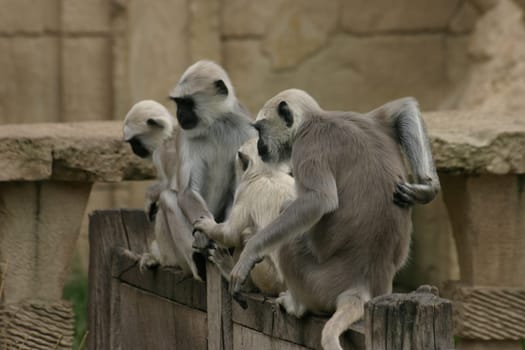 Langur Gang