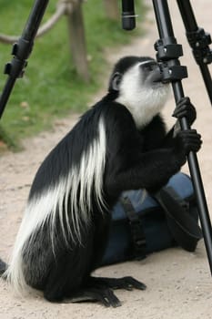 Delicious tripod...