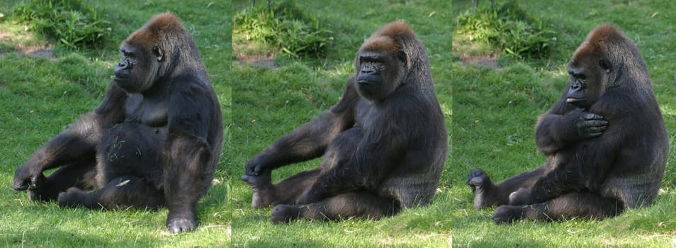 Gorilla Body Care