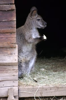 Bennett's kangaroo