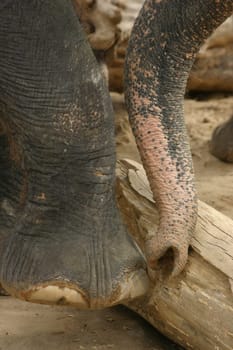 Trunk Pusher