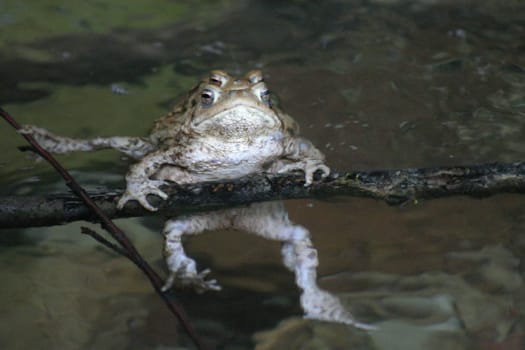 Common toad mating