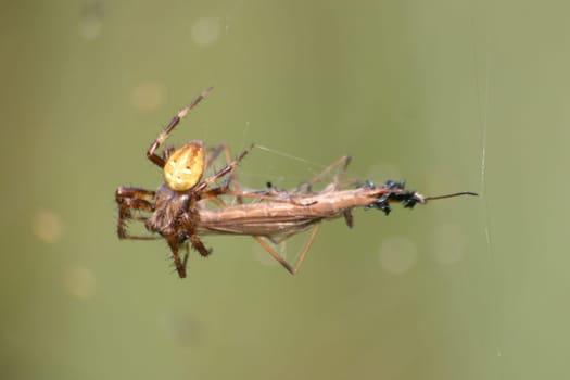 Spider Meal