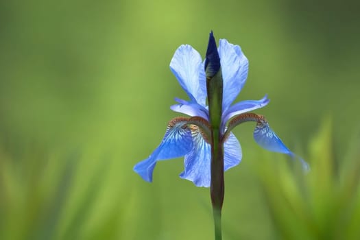 An iris at a pond in the grazing light