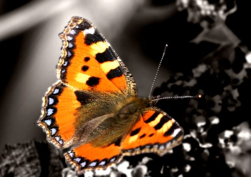 Butterfly