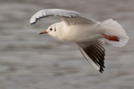 a black-headed gull in the early evening light. It does not bear its name because its calls are reminiscent of laughter,as in the case of a green woodpecker,for example,but because it likes to breed in waters called laughter.