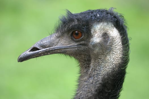 Emu Portrait
