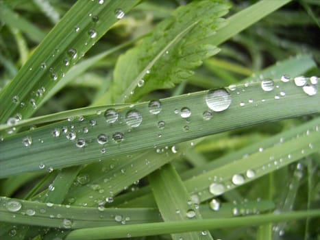Morning dew