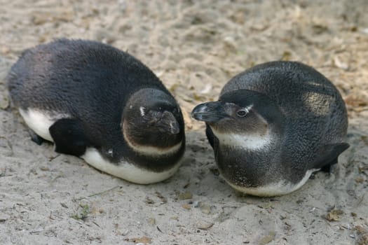 Young penguins