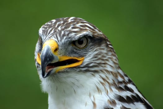 Royal Rough-footed Buzzard (Buteo Regalis)