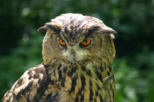 Eagle owl
