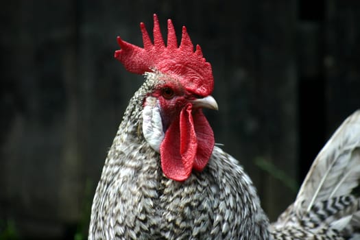 Krüper = Westphalian for "creeper"". The name indicates the apparent mode of locomotion of the extremely short-legged chicken. It is an endangered breed of chickens."