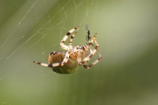 Cross spider