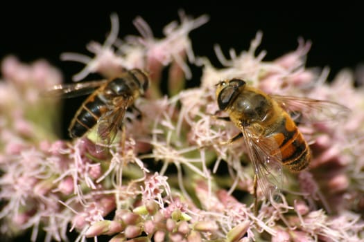 Hoverflies