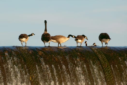 in the evening on an old sign and every new goose is greeted joyfully. Later,they flew together to their sleeping place. Taken in the nature reserve "Unterer Neckar"" near Ladenburg"