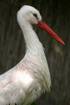 Young stork
