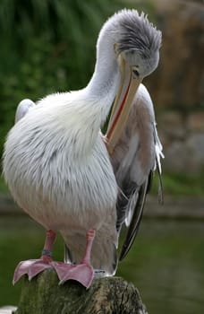 Eastern white pelican