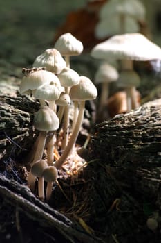 Fungal overgrown