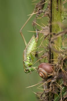 A warty biter climbs a shell snail on its way down