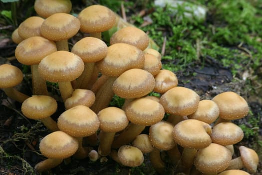 Forest mushrooms