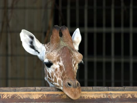 Young giraffe