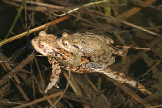 Common toads (Bufo bufo) mating