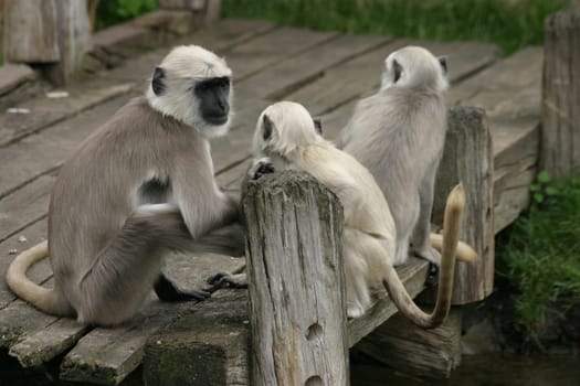Sacred monkeys