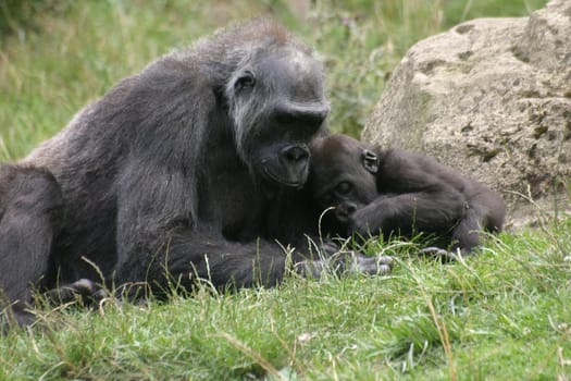 Gorilla mom with baby