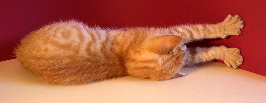 Stretch