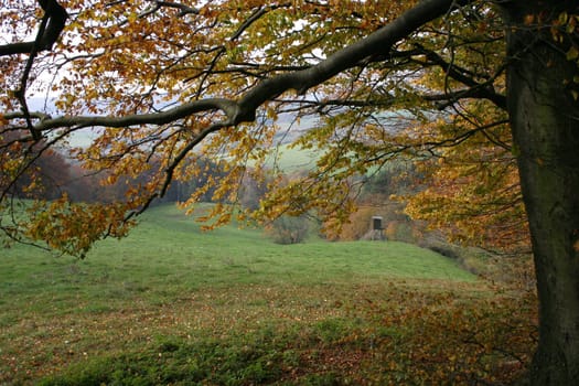 Autumn forest