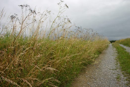 Roadside