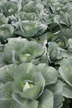 White cabbage