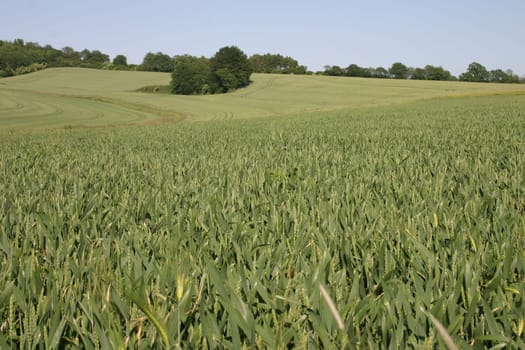 Cornfield