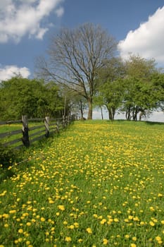 Dandelion meadow