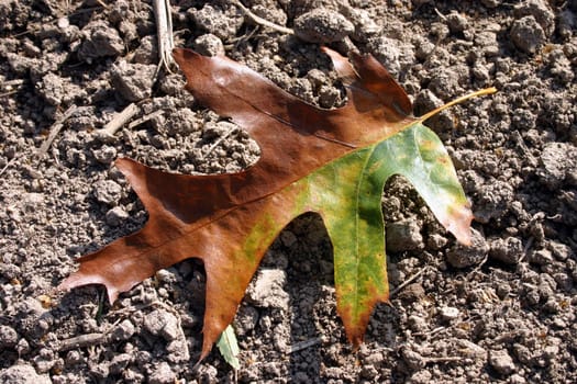 Variegated leaf