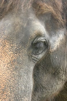Hairy pachyderm
