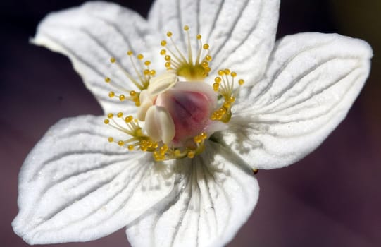 delicate beauty