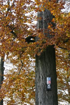 Autumn forest